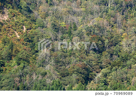 ナラ枯れ被害 福島県只見町の里山 ナラ枯れ被害 福島県只見町の里山 70969089