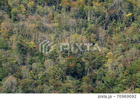 ナラ枯れ被害　福島県只見町の里山 70969092