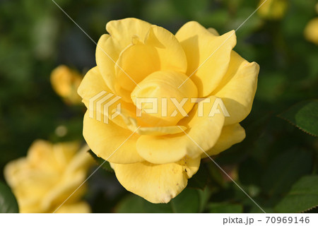 バラ（ヘルムット・シュミット） 70969146