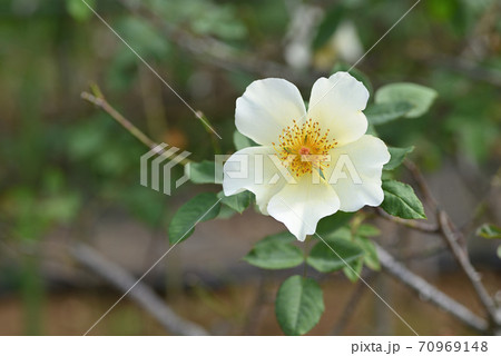 バラ（ゴールデン・ウィングス） 70969148