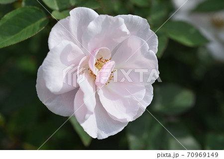 バラ(スーヴニール・ドゥ・セント・アン) バラ(スーヴニール・ドゥ・セント・アン) 70969149