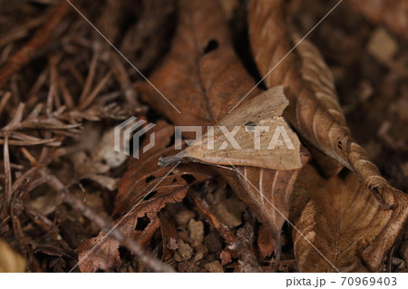 生き物 昆虫 ナミテンアツバ、横線が不明瞭なのはオス。幼虫の食草はヌスビトハギだそうです 生き物 昆虫 ナミテンアツバ、横線が不明瞭なのはオス。幼虫の食草はヌスビトハギだそうです 70969403