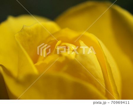 鮮やかな黄色が美しいバラ 伊豆の踊り子 をマクロ撮影の写真素材