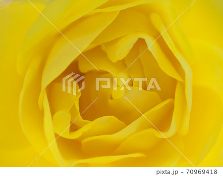綺麗な黄色のバラ「伊豆の踊り子」を真上からマクロ撮影 70969418