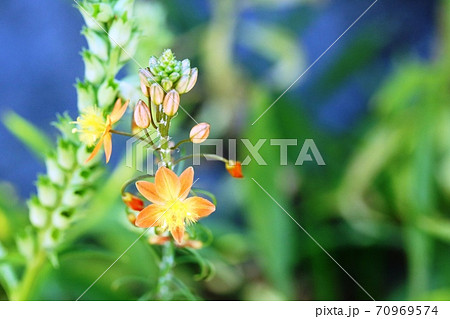 あまり見かけない珍しい花 ハナアロエの写真素材