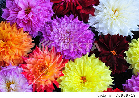 カラフルなダリアの花 ダリアの花の集合写真の写真素材