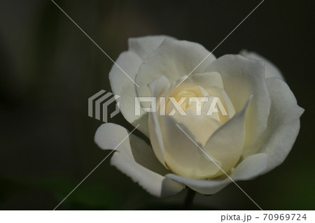 白い薔薇の名花「アイスバーグ」 70969724