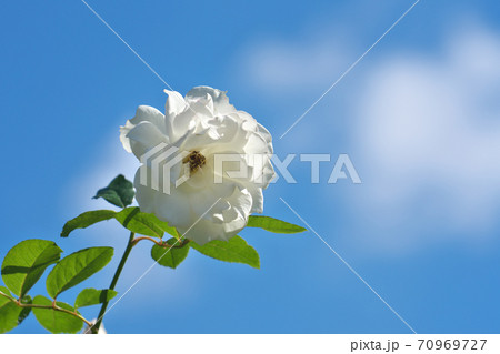 青空に映える白い薔薇の名花「アイスバーグ」 70969727