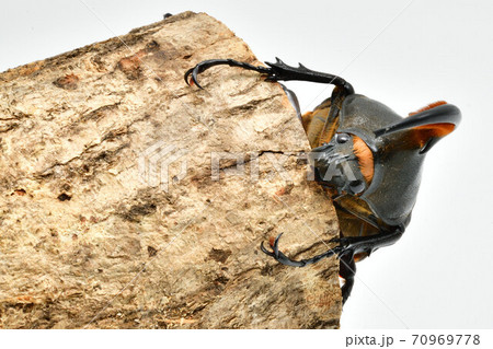 ヘラクレスヘラクレス ヘラクレスヘラクレス 70969778