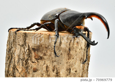 ヘラクレスヘラクレス 70969779