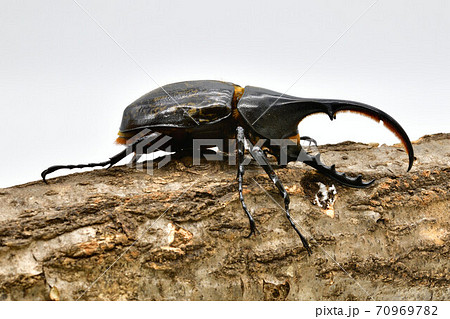 ヘラクレスヘラクレス 70969782