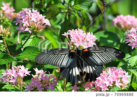 羽根を拡げた黒アゲハ ピンクの花に休む黒アゲハ 羽根を拡げた黒アゲハ ピンクの花に休む黒アゲハ 70969886