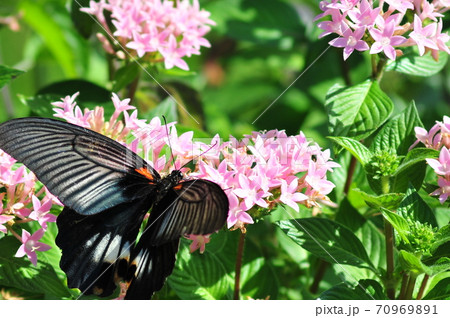 羽根を拡げた黒アゲハ ピンクの花に休む黒アゲハ 羽根を拡げた黒アゲハ ピンクの花に休む黒アゲハ 70969891