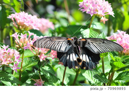 羽根を拡げた黒アゲハ ピンクの花に休む黒アゲハ 羽根を拡げた黒アゲハ ピンクの花に休む黒アゲハ 70969893