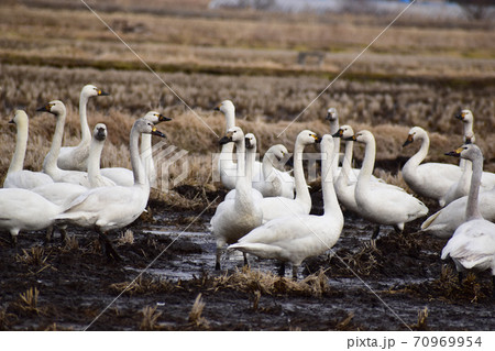 収穫後の田んぼに下りた白鳥の群れ 70969954