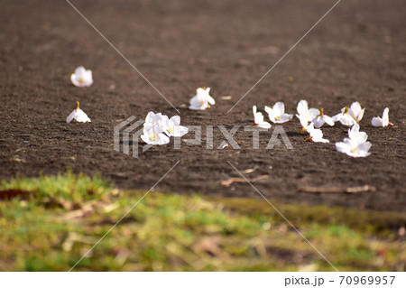 ニュウナイスズメが落とした桜の花 70969957