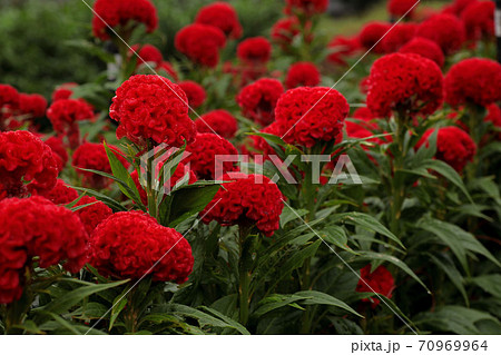 朝露を紅い衣に受けて旭を待つケイトウの花の写真素材