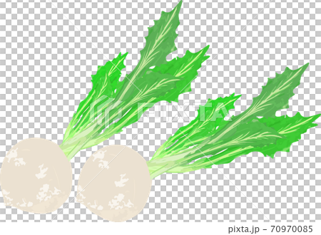 シンプルなカブのイラストのイラスト素材