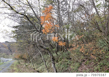 栃木県横根高原の紅葉 栃木県横根高原の紅葉 70970387