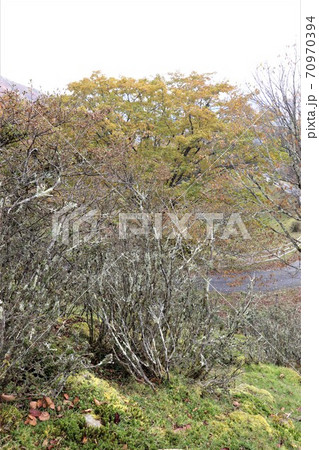 栃木県横根高原の枯木 70970394