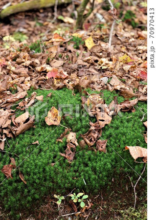 緑の苔と苔と落葉のコントラスト(栃木県横根高原) 緑の苔と苔と落葉のコントラスト(栃木県横根高原) 70970413