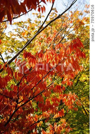 欅の紅葉 欅の紅葉 70970616