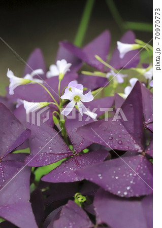 オキザリス・トライアングラリス（紫の舞） 70970773