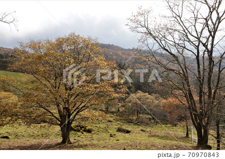栃木県横根高原の紅葉 栃木県横根高原の紅葉 70970843