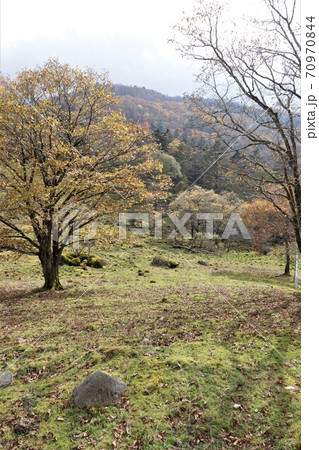 栃木県横根高原の紅葉 栃木県横根高原の紅葉 70970844