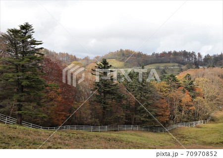 栃木県横根高原の紅葉 栃木県横根高原の紅葉 70970852