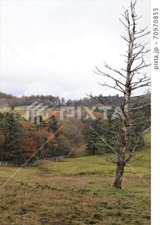 栃木県横根高原の紅葉 栃木県横根高原の紅葉 70970855