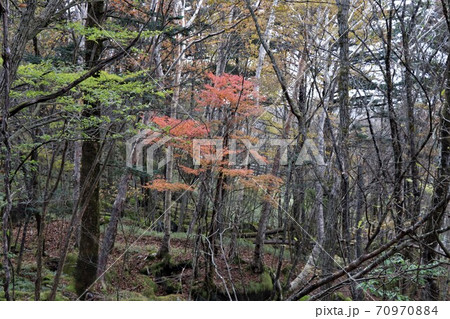 栃木県横根高原の岩海と紅葉 栃木県横根高原の岩海と紅葉 70970884