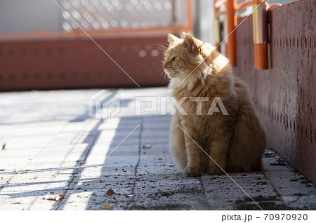 公園にいた野良猫 公園にいた野良猫 70970920