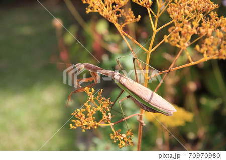 産卵期のオオカマキリのメス 70970980