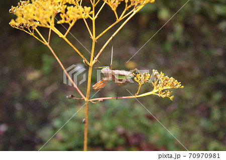 産卵期のオオカマキリのメス 70970981