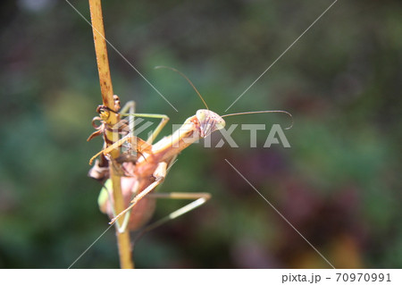 産卵期のオオカマキリのメス 70970991