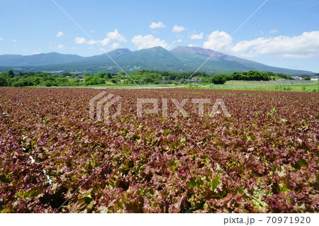 御代田町から見た新緑の浅間山と高原野菜の畑 御代田町から見た新緑の浅間山と高原野菜の畑 70971920
