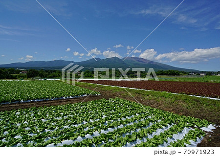 御代田町から見た新緑の浅間山と高原野菜の畑 70971923