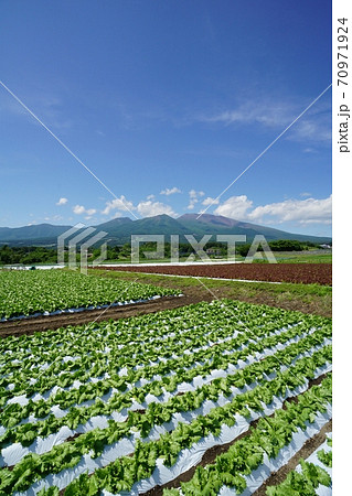 御代田町から見た新緑の浅間山と高原野菜の畑 御代田町から見た新緑の浅間山と高原野菜の畑 70971924
