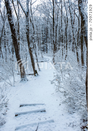 森に新雪が積もりました 70971929