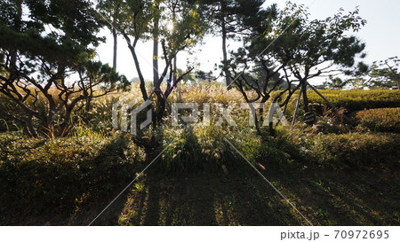 南山公園 南山 秋 70972695