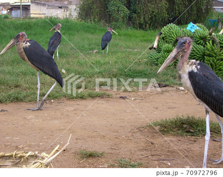 ウガンダのフォートポータル市内にたむろするアフリカハゲコウの写真素材