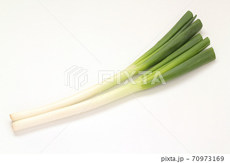 白ねぎ 70973169