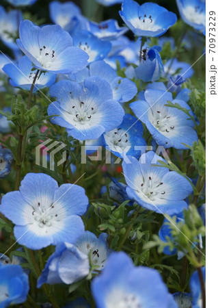 春の花畑 70973229