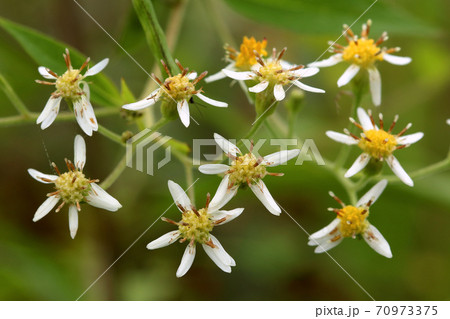 綺麗に並んだゴマナの花　福島県只見町 70973375