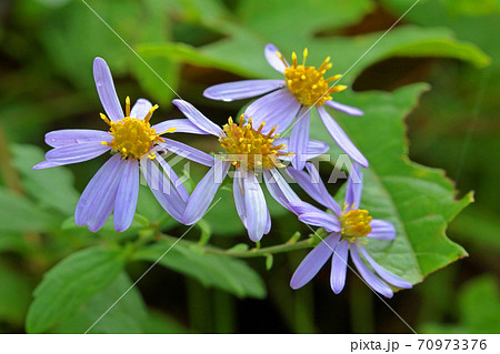 ノコンギクの花四輪 福島県只見町 ノコンギクの花四輪 福島県只見町 70973376