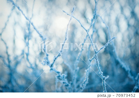 frozen tree branch close-up. frost on plants. winter landscape: the snow on the nature 70973452