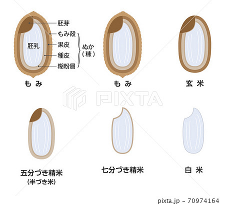 精米過程とコメの種類のイラスト素材