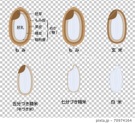 Rice milling process and types of rice 70974164