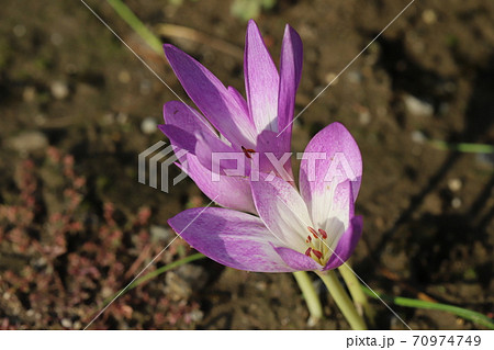 秋の花壇に咲くコルチカムのピンクの花の写真素材